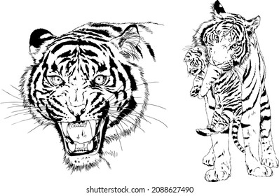 tiger drawn with ink from the hands of a predator tattoo 