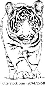 tiger drawn with ink from the hands of a predator tattoo 
