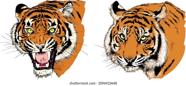 tiger drawn with ink from the hands of a predator tattoo 