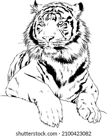 tiger drawn with ink from the hands of a predator tattoo 