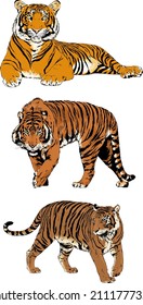 tiger drawn with ink from the hands of a predator tattoo 