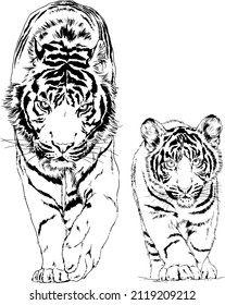 tiger drawn with ink from the hands of a predator tattoo 