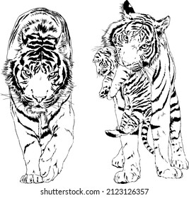 tiger drawn with ink from the hands of a predator tattoo 