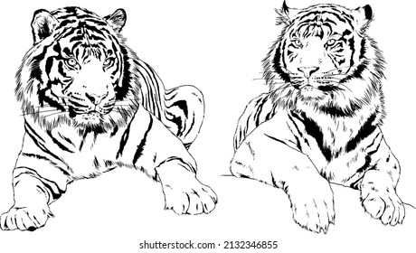 tiger drawn with ink from the hands of a predator tattoo 