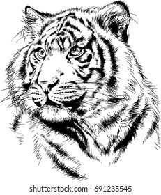 tiger drawn with ink from the hands of a predator tattoo