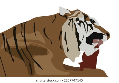 Tiger eating piece of meat white background close up
