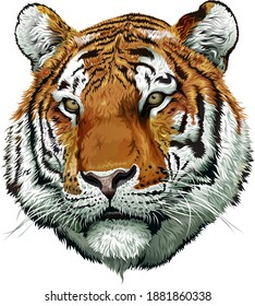 Tiger face color. Vector illustrations.