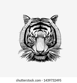 tiger face sketсh drawing vector illustration