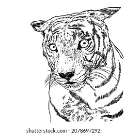 Tiger face illustration. Black and white tiger head. Portrait of big wild cat, hand drawing in details. Vector. 