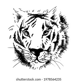 Tiger face. Predator. Wildcat. Hand drawn sketch. Vector. 