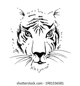 Tiger Gesicht. Raubtier. Wildcat. Handgezeichnete Farbskizze. Vektorgrafik.