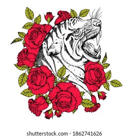 Tiger face and roses vector illustration. Hand drawn. Tiger angry portrait. Vector illustration.