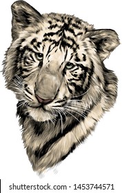 tiger face, sketch vector graphic color illustration on white background