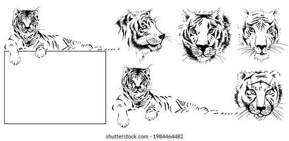 Tiger faces and body. Set tigers hand drawn sketches with ink. Predator. Wildcat. Vector.