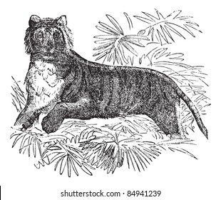 Tiger (Felis tigris) or Panthera tigris, vintage engraved illustration. Felis tigris. Trousset encyclopedia (1886 - 1891).