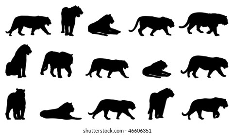 Tiger, fifteen different postures