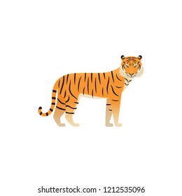 Tiger flat design. Vector. Zoo wild cat, animal isolated. African fauna on white background. Cartoon Illustration.