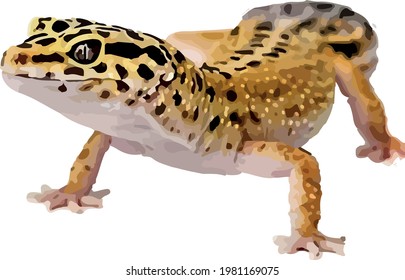 A Tiger gecko vector, no background