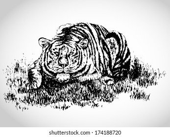 Tiger in the grass illustration - sketched exotic animal