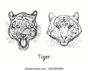 Tiger growling and calm head front view collection. Ink black and white doodle drawing.