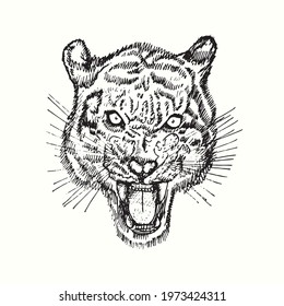 Tiger growling muzzle front view. Ink black and white doodle drawing in woodcut style.