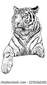 Tiger hand draw sketch black line on white background vector illustration.