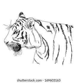 Tiger hand - drawn
