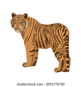 Tiger hand drawn illustration. Red tiger isolated on white. Symbol of Chinese New Year. Big wild cat, feline animal, predator. Bengal, Siberian tiger. African, Savannah wildlife