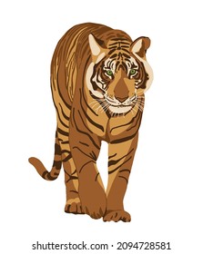 Tiger hand drawn illustration. Red tiger isolated on white. Symbol of Chinese New Year. Big wild cat, feline animal, predator. Bengal, Siberian tiger. African, Savannah wildlife	