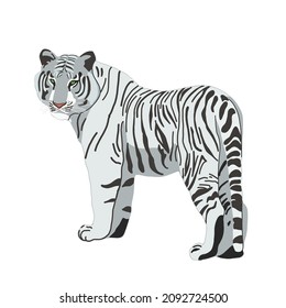 Tiger hand drawn illustration. White tiger isolated on white. Symbol of Chinese New Year. Big wild cat, feline animal, predator. Bengal, Siberian tiger. African, Savannah wildlife