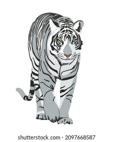 Tiger hand drawn illustration. White tiger isolated on white. Symbol of Chinese New Year. Big wild cat, feline animal, predator. Bengal, Siberian tiger. African, Savannah wildlife