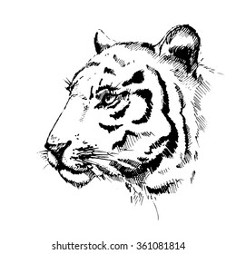 Tiger. Hand drawn sketch of tiger face. Vector illustration.