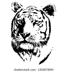 Tiger hand drawn vector illustration. Wild animal