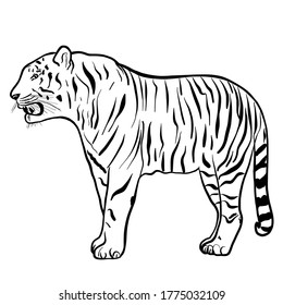 Ilustración vectorial dibujada a mano del tigre aislada en fondo blanco 