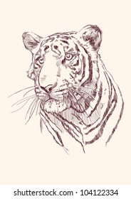 Tiger hand drawn vector llustration realistic sketch