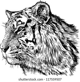 tiger head