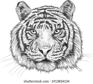 tiger head black white sketch portrait drawing vector illustration