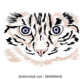 Tiger head close up vector illustration 