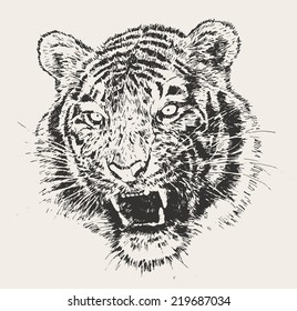 tiger head engraving vector illustration, hand drawn, sketch