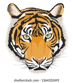 Tiger head, Tiger face vector sketch