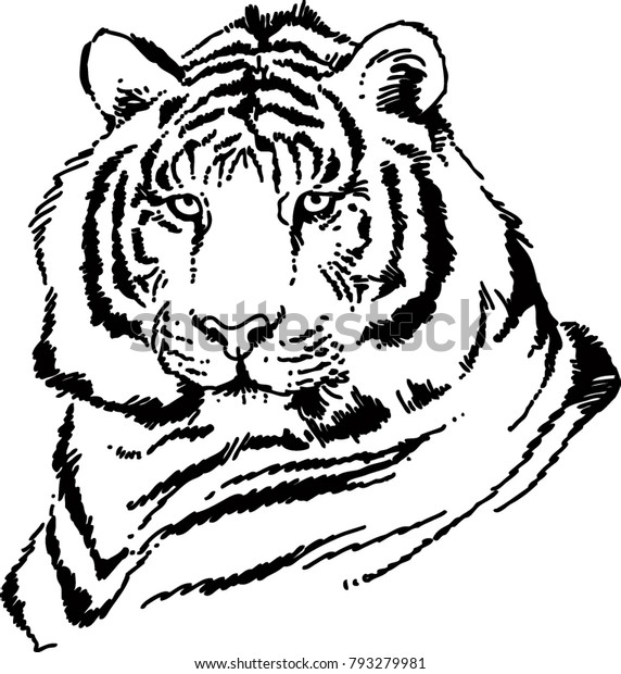 Tiger Head Full Face Symmetrical Sketch Stock Vector (Royalty Free ...