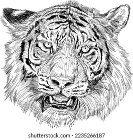 Tiger head hand draw black line sketch on white background vector illustration.