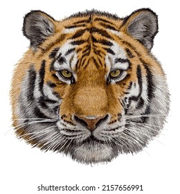 Dibujo de la mano de la cabeza del tigre y color de pintura en la ilustración vectorial de fondo blanco.