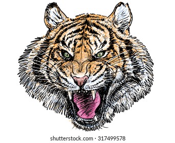 Tiger head, hand draw and paint on white background.