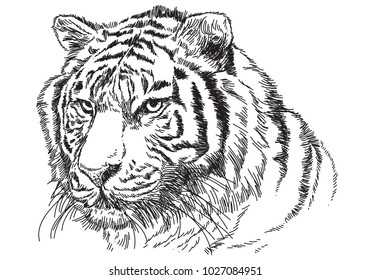 Tiger head hand draw sketch black line on white background vector illustration.