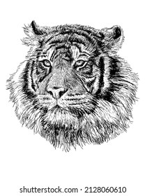 Tiger head hand draw sketch black line on white background vector illustration.