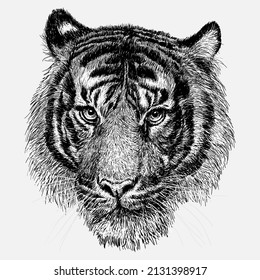 Tiger head hand draw sketch black line on white background vector illustration.