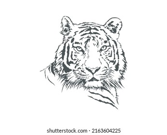 tiger head hand drawing vector illustrations