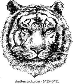 Tiger head hand drawn