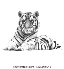Tiger head hand drawn vector illustration